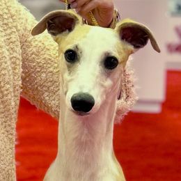 Enzo - Fawn male Whippet puppy in Saratoga Springs, New York from Rosmoor Whippets