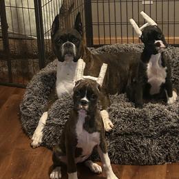 Boxer Puppies from KP Boxers