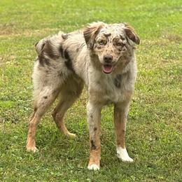 Cush - Red merle male Australian Shepherd puppy in Raleigh, North Carolina from Southern Tribute Farms