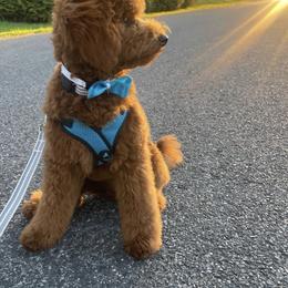Goldendoodle All Grown Up from Lucky Heart TeddyBear Goldendoodles