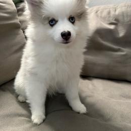 Thumper - Merle female Pomsky puppy in West Sacramento, California from Pinkie's Pomskies