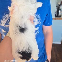 Cookie - Black and white female Havanese puppy in Melba, Idaho from Lawson Havanese
