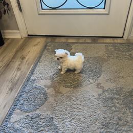 Maltese and Yorkshire Terrier Puppies from tatortot pup