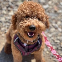 Ripley - Goldendoodle