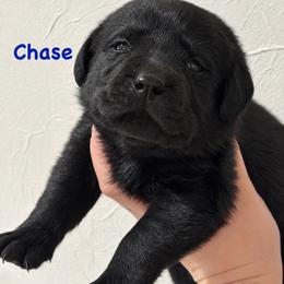Chase - Black male Labrador Retriever puppy in Tomahawk, Wisconsin from Mahner Labs