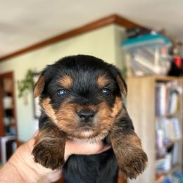 Dollys girl - Black and tan female Yorkshire Terrier puppy in Hardeeville, South Carolina from Pups of the Lowcountry