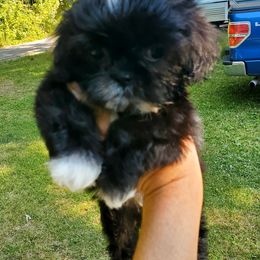 Missy - Black and white female Shih Tzu puppy in Crystal, Michigan from Hill Top shih-tzu
