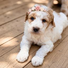 Ember - Yellow and white female Bernedoodle puppy in Santa Barbara, California from K+C Doodles