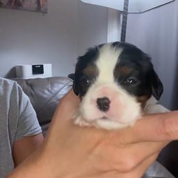 Tri girl - Tri-color female Cavalier King Charles Spaniel puppy in Columbia, South Carolina from Columbia Cavaliers