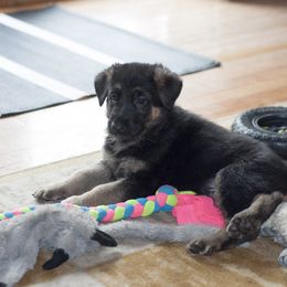 German Shepherd Puppies from Bmeerhuis German Shepherds