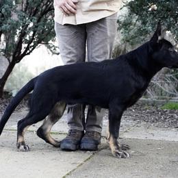 Mando - Bi-color male German Shepherd puppy in Coarsegold, California from Yosemite Shepherds