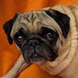 RubySue - Pug