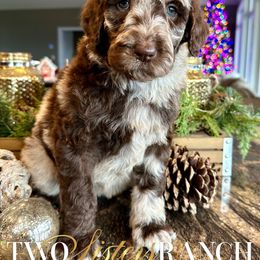 Patty - female Newfypoo puppy in Jackson, Missouri from Two Sisters Ranch, LLC