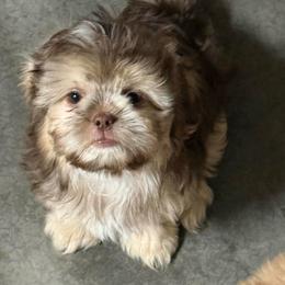 Angel - Chocolate and tan male Shih Tzu puppy in Delta, Colorado from Wachowicz Shihtzu
