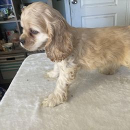 Cocker Spaniel Puppies from Kayceyz Cockers