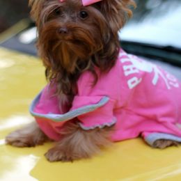 Charm - Yorkshire Terrier