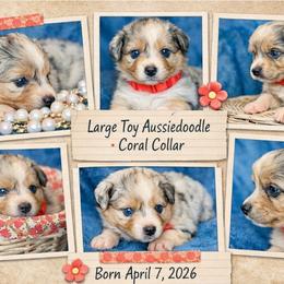 Coral collar - Blue merle female Aussiedoodle puppy in 32046, Florida from River Hill Ranch