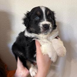 Legend - Black tri-color male Australian Shepherd puppy in Weeki Wachee, Florida from Ace of Spades Australian Shepherds