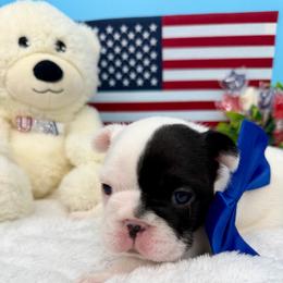 Nova's pied male - White and black male French Bulldog puppy in Jefferson City, Missouri from Central Frenchie Haven