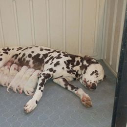 Girl 2 - female Dalmatian puppy in Spring Branch, Texas from D'vine Dalmatians