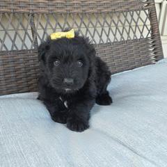 AKC ELSA - Black female Bouvier des Flandres puppy in Marionville, Missouri from Sandbox Puppies