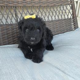 AKC ELSA - Black female Bouvier des Flandres puppy in Marionville, Missouri from Sandbox Puppies
