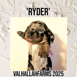 Ryder - Fawn (Isabella) male Dachshund puppy in Ravenna, Ohio from Valhallah Farms