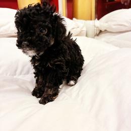 IRAS - Black female Poodle puppy in Jersey City, New Jersey from Tuts Pups Cafe