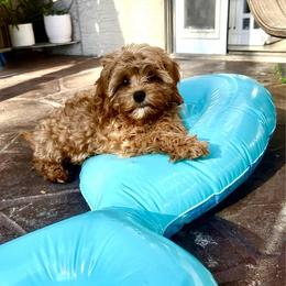 Teddy- Trained - Apricot male Cavapoo puppy in Gilbert, Arizona from Arizona Toy Cavapoos – Health‐Tested & Home‐Raised