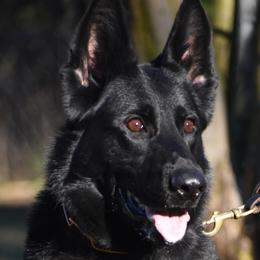 German Shepherds from Haus des Schutzes