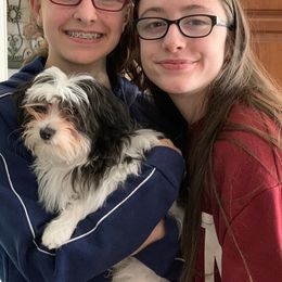 Biewer Terrier, Chinese Crested, and Havanese Puppies from Meadowview Havanese