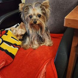 Sidney - Yorkshire Terrier