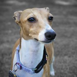 Mary lou - Italian Greyhound
