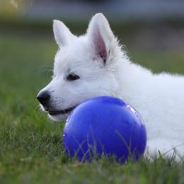 Berger Blanc Suisse Puppies from Nasha Comanda White Swiss Shepherds