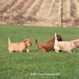 Cockapoo Puppies from Cute Cockapoos