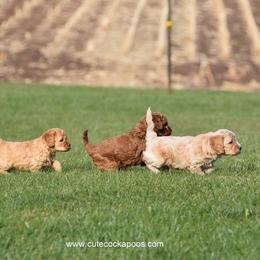 Cockapoo Puppies from Cute Cockapoos
