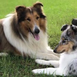 Collies from Selina Rose Collies