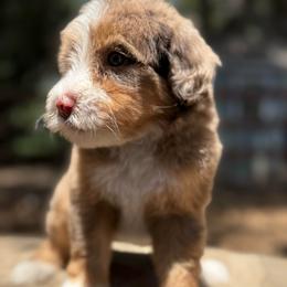 Reese - Chocolate merle female Bernedoodle puppy in Temecula, California from Country Hills Doodles