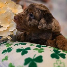 Billie - Red merle female Aussiedoodle puppy in Prescott Valley, Arizona from Ramirez Family Doodles