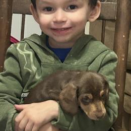 Choco - Chocolate and cream male Dachshund puppy in Beeville, Texas from Dee’s Denim Dachshunds
