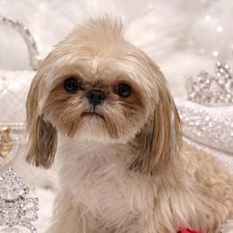 Zaida - Shih Tzu