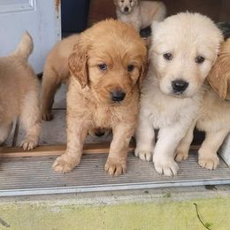 Golden Retriever Puppies from Golden Coast Kennels