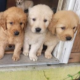 Golden Retriever Puppies from Golden Coast Kennels