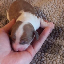 Girl 2 - Piebald female Dachshund puppy in Springdale, Washington from TNT MINI DACHSHUNDS