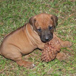 Boy 3 - Rd whtn blk nose male Rhodesian Ridgeback puppy in Broussard, Louisiana from Karamojo Ridgebacks,  Quality over Quantity