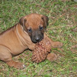 Boy 3 - Rd whtn blk nose male Rhodesian Ridgeback puppy in Broussard, Louisiana from Karamojo Ridgebacks,  Quality over Quantity