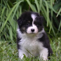 Girl 1 - Black tri-color female Australian Shepherd puppy in Pilot, Virginia from Obsidian Australian Shepherd