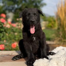 Freya - Black female German Shepherd puppy in Highland, Utah from Angel Pups Deluxe