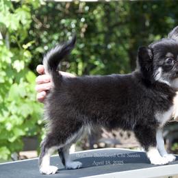 Chihuahua Puppies from Bri Chi's