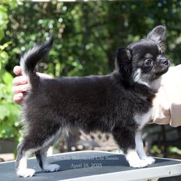 Chihuahua Puppies from Bri Chi's